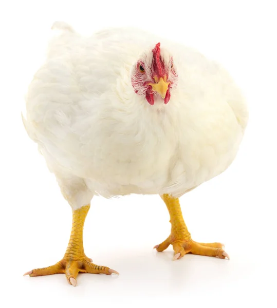 Белая Курица Изолирована Белом Студийный Снимок — стоковое фото