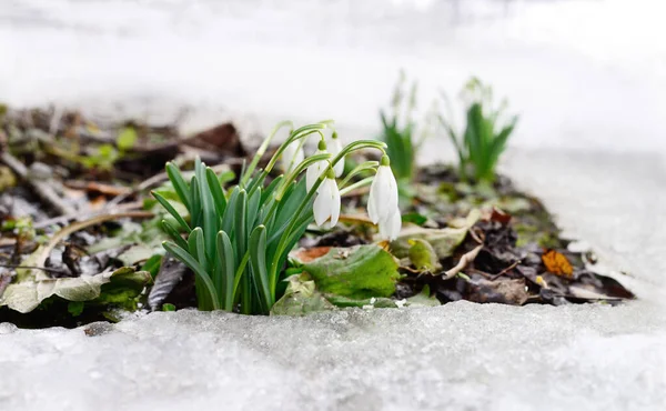 Snowdrop Flowers Coming Out Real Snow — Stock Photo, Image
