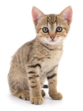 Beyaz arka planda izole edilmiş küçük kahverengi kedi yavrusu.