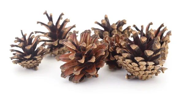 Pine Dry Cones Isolated White Background — Stock Photo, Image