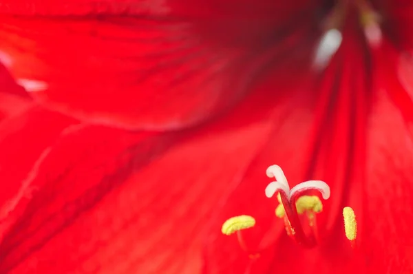 Flor Roja Hippeastrum Amarilis Cerca —  Fotos de Stock