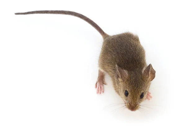 Graue Waldmaus Isoliert Auf Weißem Hintergrund — Stockfoto