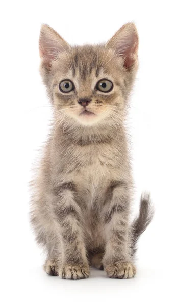 Kleine Graue Kätzchen Isoliert Auf Weißem Hintergrund — Stockfoto