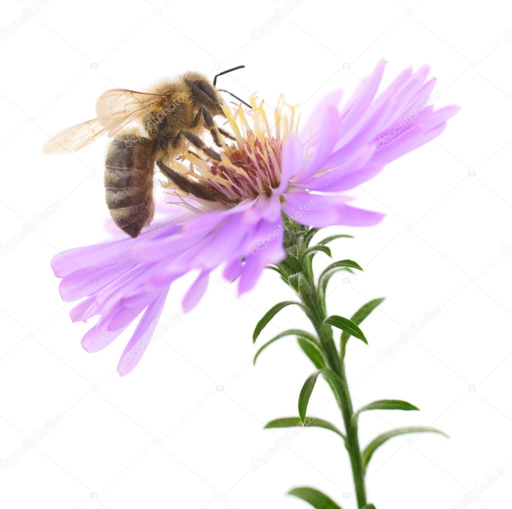 Honeybee and blue flower head isolated on a white background 