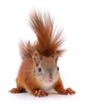 Beyaz arka planda izole edilmiş Avrasya kırmızı sincabı.