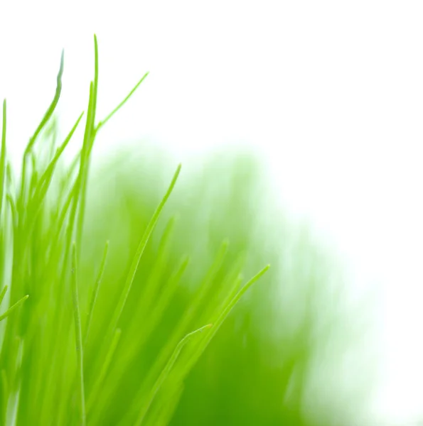 Frühling Wächst Gras Unter Dem Bokeh — Stockfoto