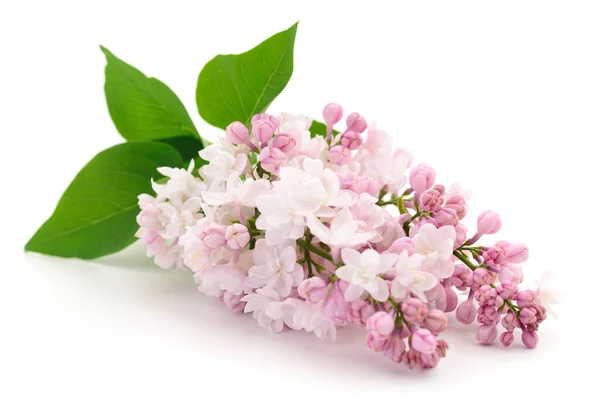 Beyaz Arka Plan Üzerinde Izole Pembe Lila Çiçek Çiçeklenme — Stok fotoğraf