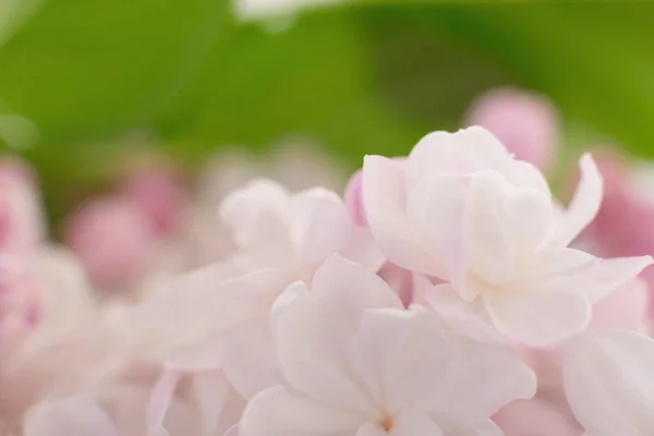 Blooming Pink Lilac Flower Background Lilac Texture — Stock Photo, Image