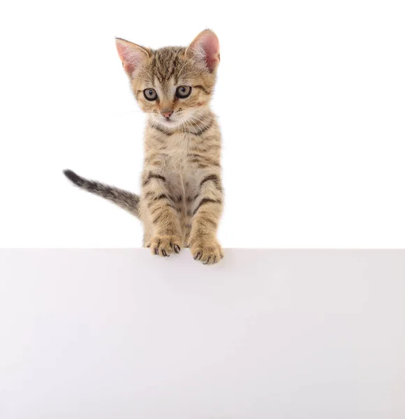 Kitten Blank Isolated White Background — Stock Photo, Image