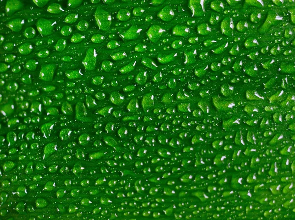 Water Drops Fresh Green Leaf Isolated White — Stock Photo, Image