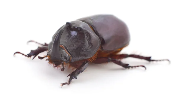 Macro Photography Rhinoceros Beetle Isolated White — Stock Photo, Image