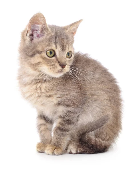 Small Gray Kitten Isolated White Background — Stock Photo, Image