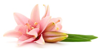 Beyaz arka planda iki pembe zambak izole edilmiş..