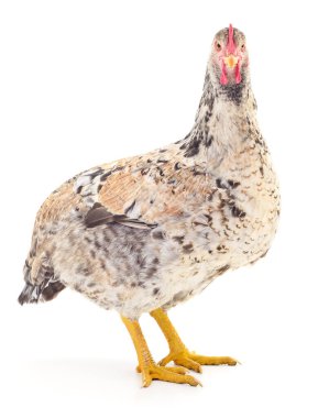 Beyaz tavuk beyaz, stüdyo çekimi