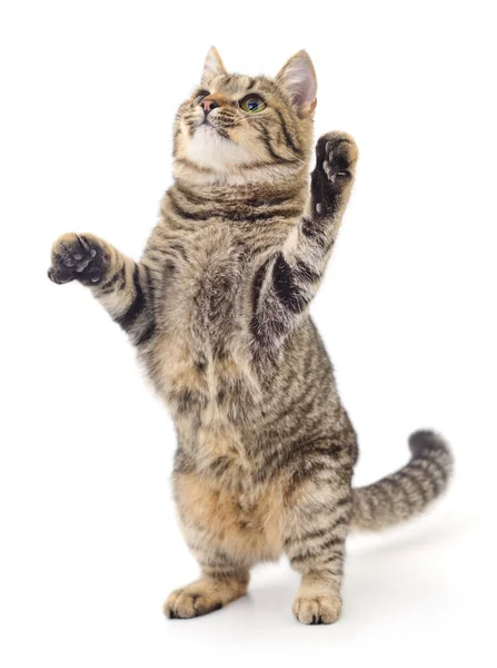 Pequeño Gatito Marrón Aislado Sobre Fondo Blanco —  Fotos de Stock