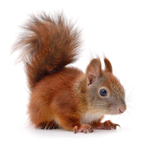 Eurasian Red Squirrel Isolated White Background — Stock Photo, Image