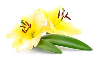 Beyaz arka planda izole edilmiş iki sarı zambak..