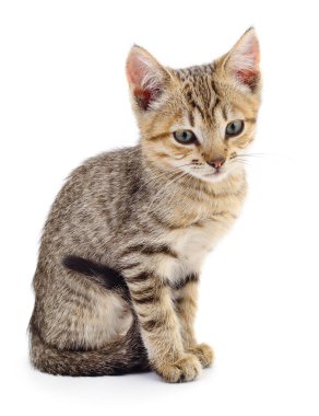 Beyaz arka planda izole edilmiş küçük kahverengi kedi yavrusu.