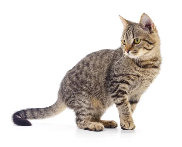 Small Brown Kitten Isolated White Background — Stock Photo, Image