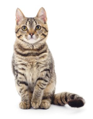 Beyaz arka planda izole edilmiş küçük kahverengi kedi yavrusu.