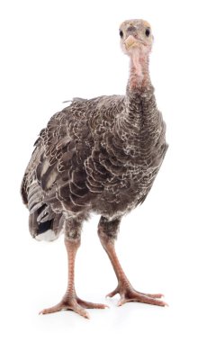 Beyaz arka planda izole edilmiş şirin yeni doğmuş tavuk hindisi..