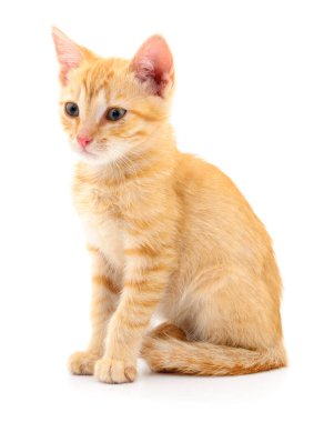 Beyaz arka planda izole edilmiş küçük kahverengi kedi yavrusu.