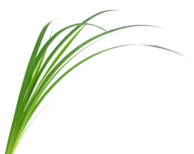 Beyaz arka planda uzun yeşil çimen yaprakları