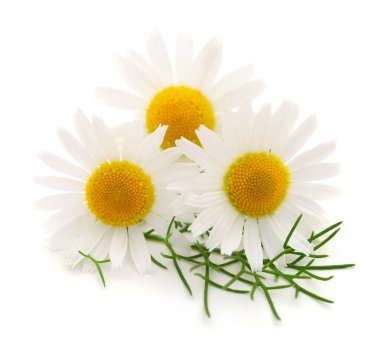 Beyaz arka planda izole edilmiş bir buket papatya çiçeği.