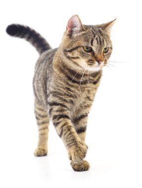 Beyaz arka planda izole edilmiş küçük kahverengi kedi yavrusu.