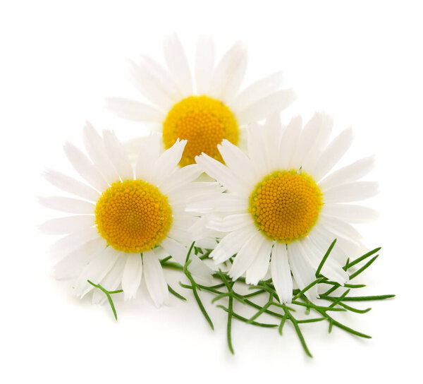 Букет ромашки цветы изолированы на белом фоне