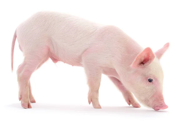 Schwein Das Auf Weißem Hintergrund Dargestellt Ist — Stockfoto