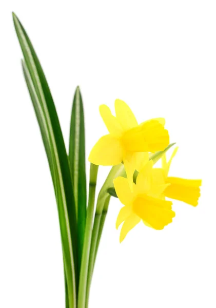 Three Yellow Flowers White Background — Stock Photo, Image