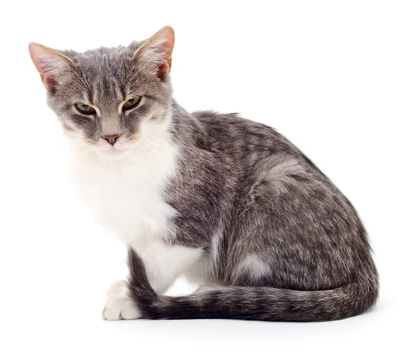 Dunkelgraue Katze Isoliert Auf Weißem Hintergrund — Stockfoto