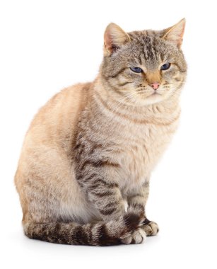 Koyu gri kedi beyaz arka planda izole edilmiş.