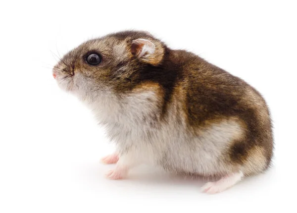 Pequeno Hamster Doméstico Isolado Fundo Branco — Fotografia de Stock