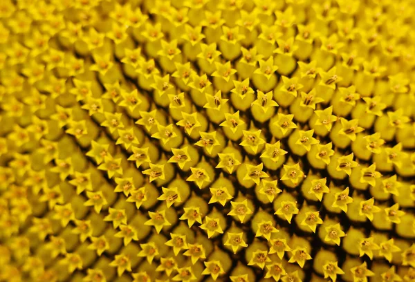 Slunečnicové Přírodní Pozadí Slunečnicový Květ Detailní Záběr Slunečnice — Stock fotografie