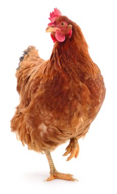 Genç kahverengi tavuk beyaz arka planda izole edildi.