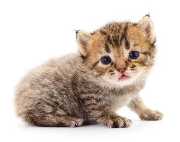 Pequeno Gatinho Marrom Isolado Fundo Branco — Fotografia de Stock