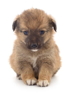 Beyaz arka planda izole edilmiş küçük bir yavru..