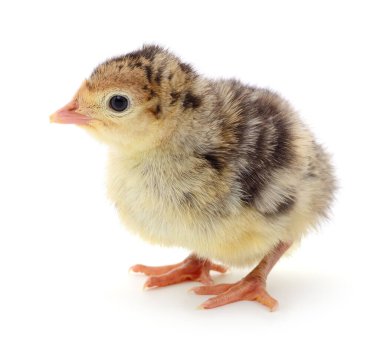 Beyaz arka planda izole edilmiş şirin yeni doğmuş tavuk hindisi..