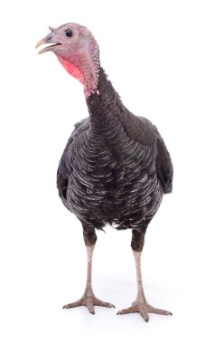 Siyah hindi beyaz arka planda izole edilmiş..