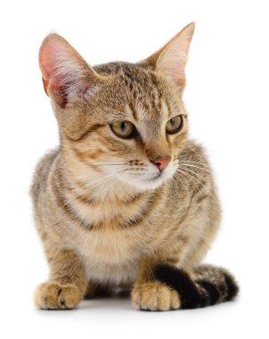 Beyaz arka planda izole edilmiş küçük kahverengi kedi yavrusu.