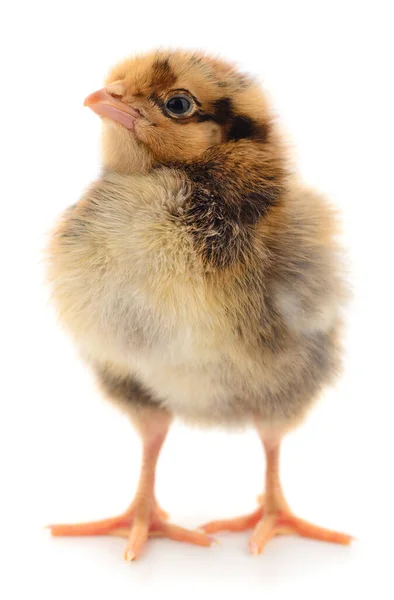 One Small Chicken White Background — Stock Photo, Image