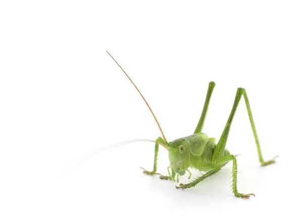 Grüne Heuschrecke Isoliert Auf Weißem Hintergrund — Stockfoto