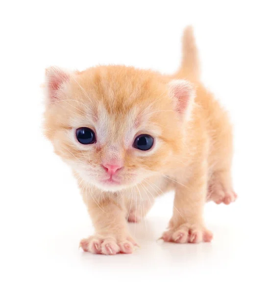 Pequeno Gatinho Marrom Isolado Fundo Branco — Fotografia de Stock