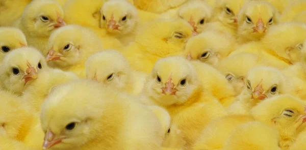 ベビー チキン 赤ちゃんの家庭用鶏の食感 — ストック写真