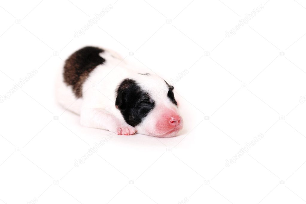 newborn papillon puppies