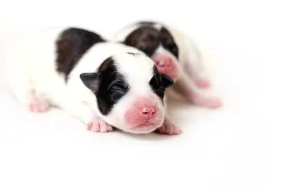 Yeni doğan papillon köpek yavrusu