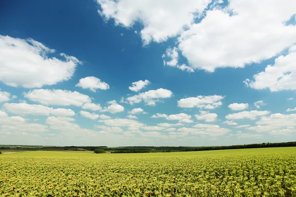 Blühende Sonnenblumen — Stockfoto