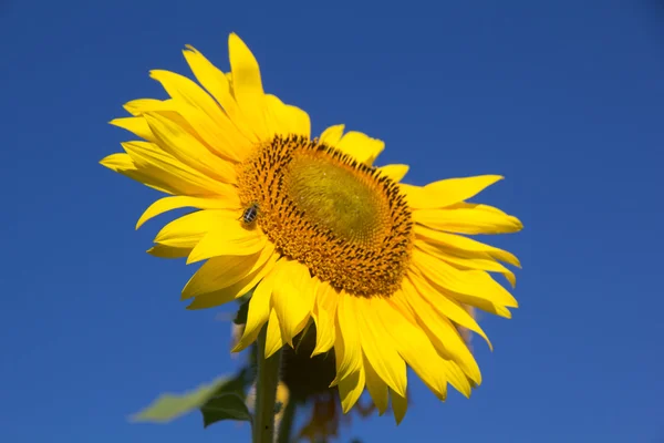 Girasol — Foto de Stock